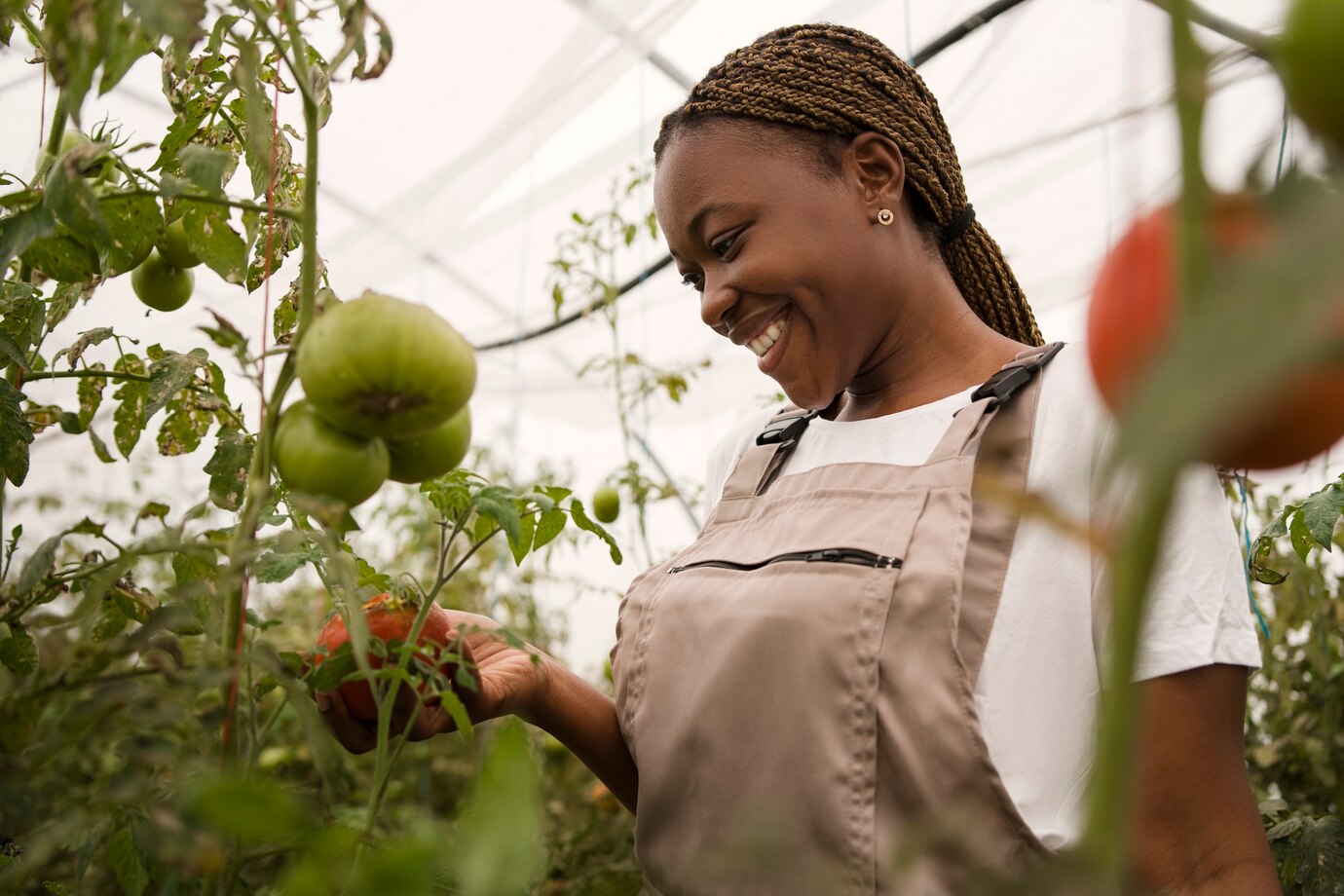 Comment tailler les tomates